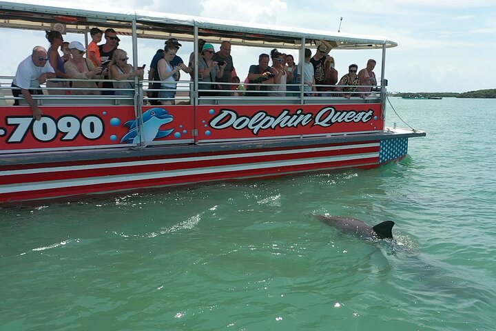 Dolphin Watching/Eco Cruise, John's Pass, Madeira Bch, FL  - Photo 1 of 24